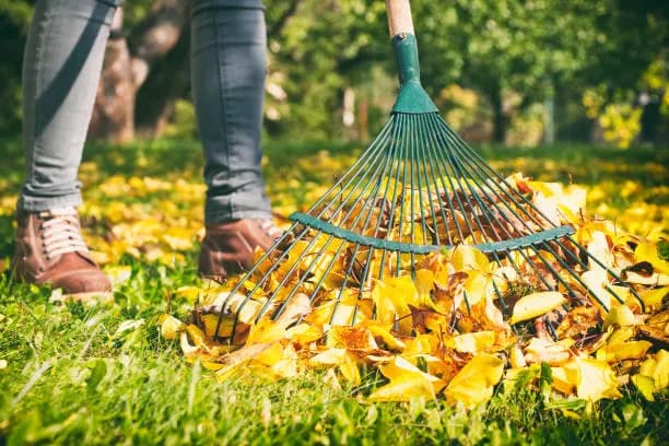 Leaf Removal